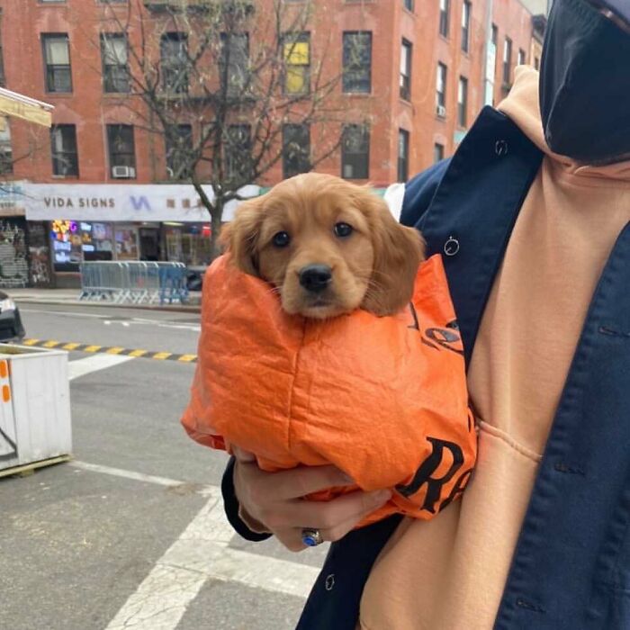 Golden retriever puppy being carried in an orange bag by a person on a city street, showcasing adorable dog carrying moments.