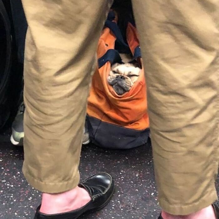 Small dog comfortably resting inside an orange bag being carried, showcasing adorable dogs in bags on public transit.