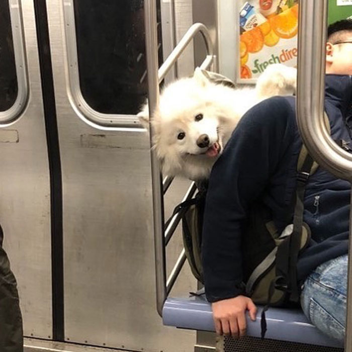 Fluffy white dog carried in a backpack on subway, showcasing adorable moments of dogs in bags by their owners.