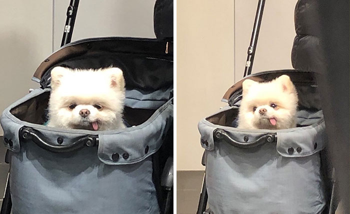Small fluffy dog with tongue out sitting comfortably inside a gray bag being carried indoors.