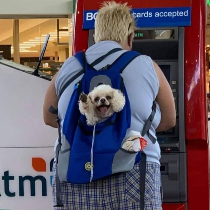Person carrying a small dog in a blue bag backpack with dog’s head poking out, standing at an ATM machine.