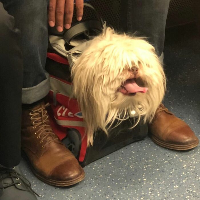 Small fluffy dog sticking its head out of a red bag while being carried, showcasing adorable dogs in bags.