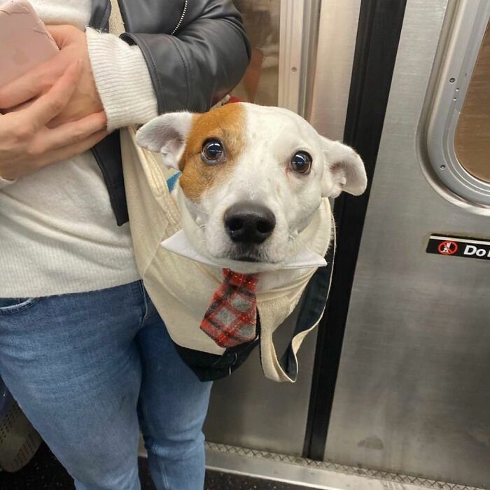 Dog carried in a bag on a subway with a person holding a phone, showcasing adorable pet transportation.