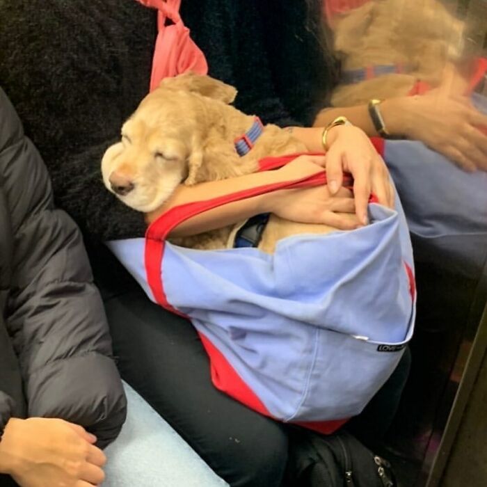 Small dog peacefully resting in a colorful bag being carried by a person on public transport, showcasing adorable dog carrying moments.