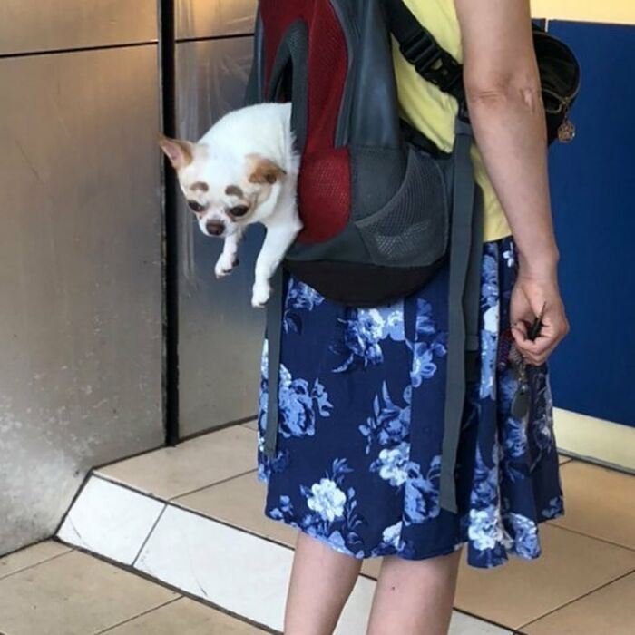 Small dog being carried in a backpack with head and paws sticking out, showcasing adorable pet carrying in bags.