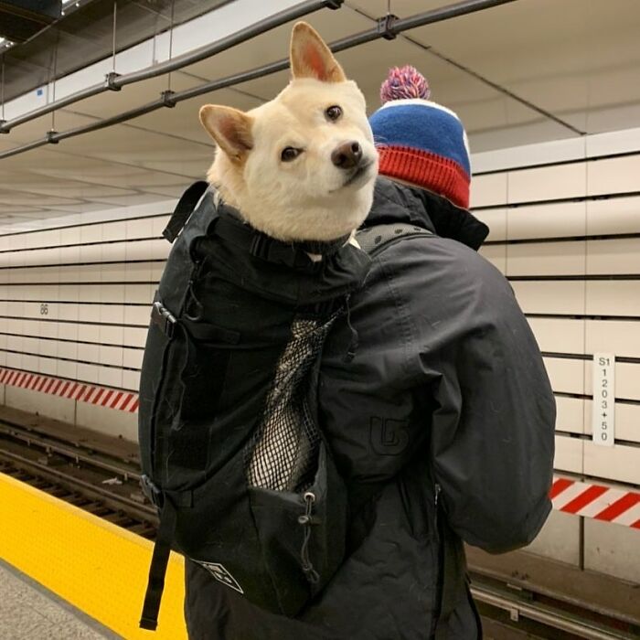 Person carrying a dog in a backpack on a subway platform, showcasing adorable moments of folks with dogs in bags.