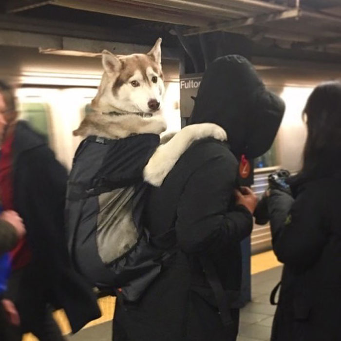 A husky dog comfortably carried in a backpack by a person at a subway station, showcasing dogs in bags.