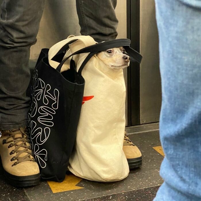 Small dog peeking out from a tote bag, showcasing adorable moments of folks carrying dogs in bags during daily commutes.