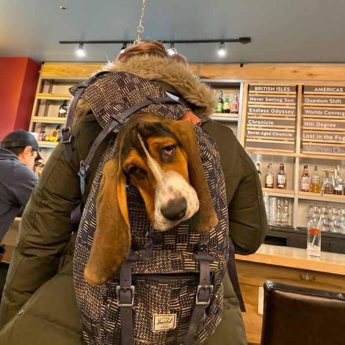 Dog with long ears peeking out of a patterned backpack, showing adorable moments of folks carrying dogs in bags.
