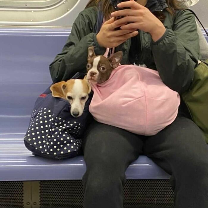 Two small dogs comfortably resting in bags on a person's lap while riding public transit, showcasing dogs in bags.