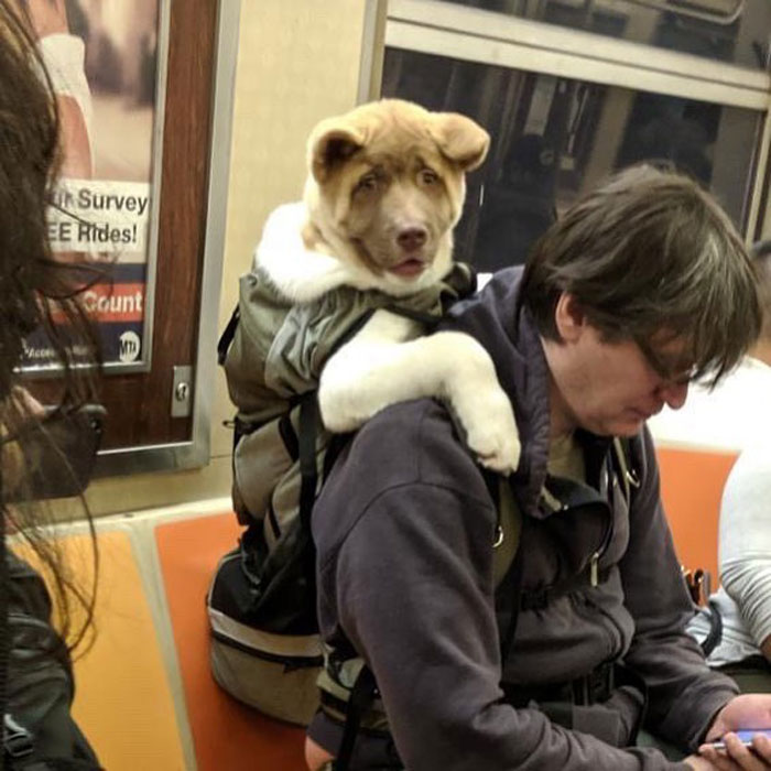 Person carrying a dog in a backpack on public transit, showcasing adorable moments of dogs in bags.