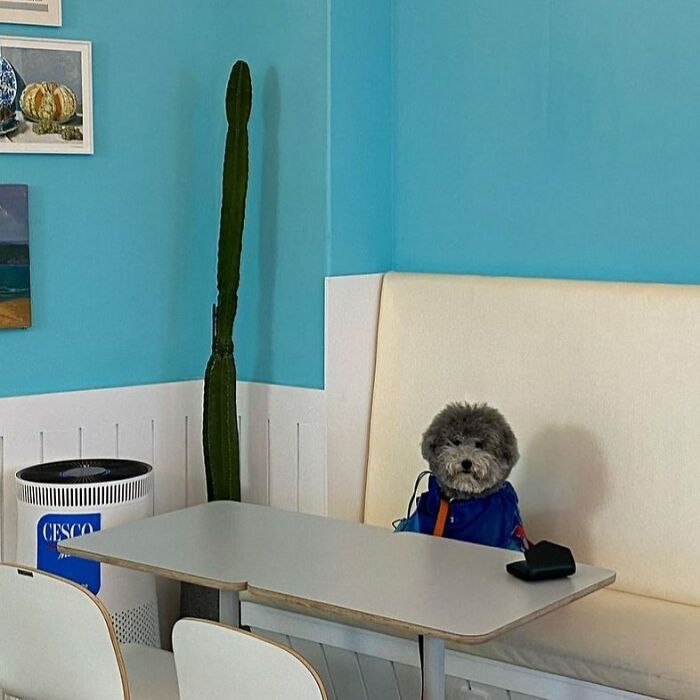 Small dog wearing a blue jacket sitting on a bench seat indoors, showcasing dogs carried in bags in adorable settings.