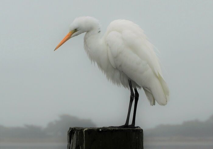 A Foggy Morning In Bodega Bay, Shared With A Great Egret.