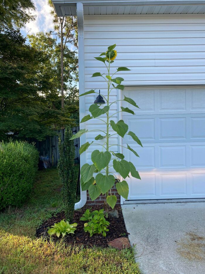 My Sunflower In The Front Of My House Finally Bloomed For The World To See