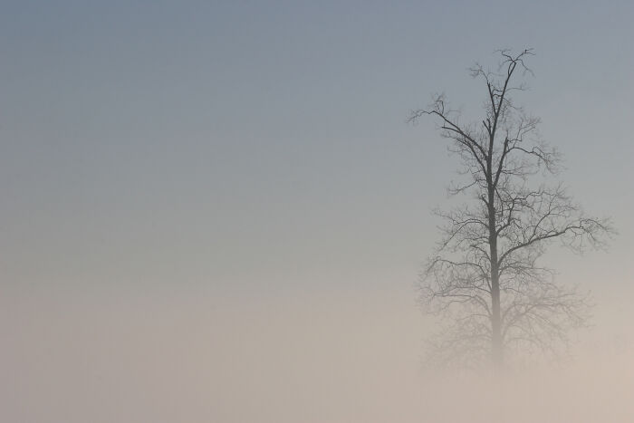 Lone Tree On A Foggy Morning