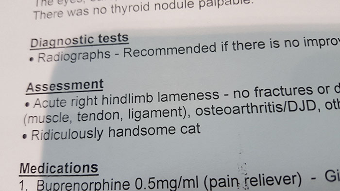 Had To Take My Cat To The Vet. Ridiculously Handsome