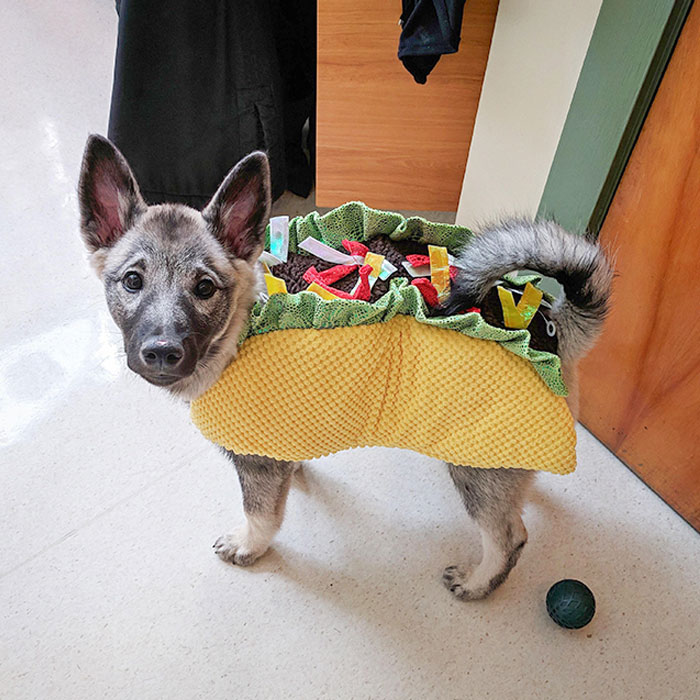 Dropped Her Off At The Vet As A Dog. Picked Her Up From The Vet As A Taco