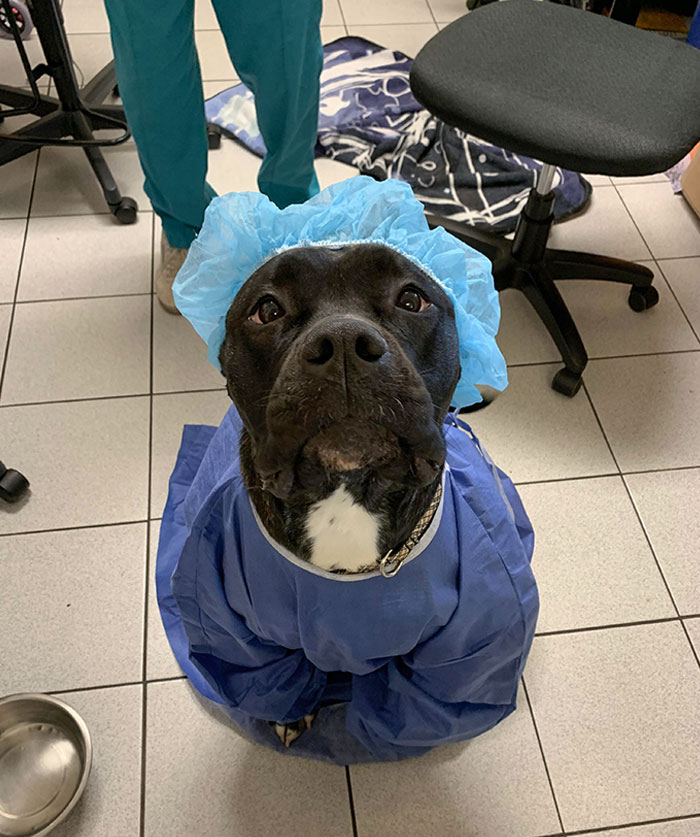 Dogtor Is Ready To Perform Surgery. The Doctor On Surgery Today Felt Like Dressing My Sweet Clara Up Who Was Happy To Sit There For It