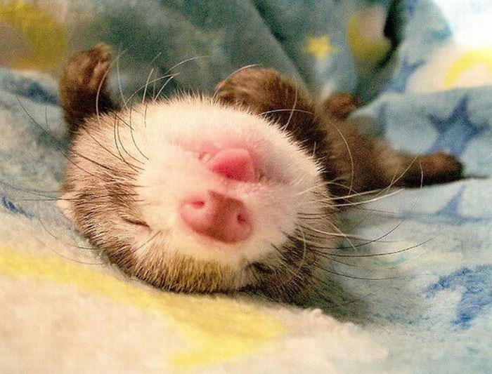 Sleepy Ferret