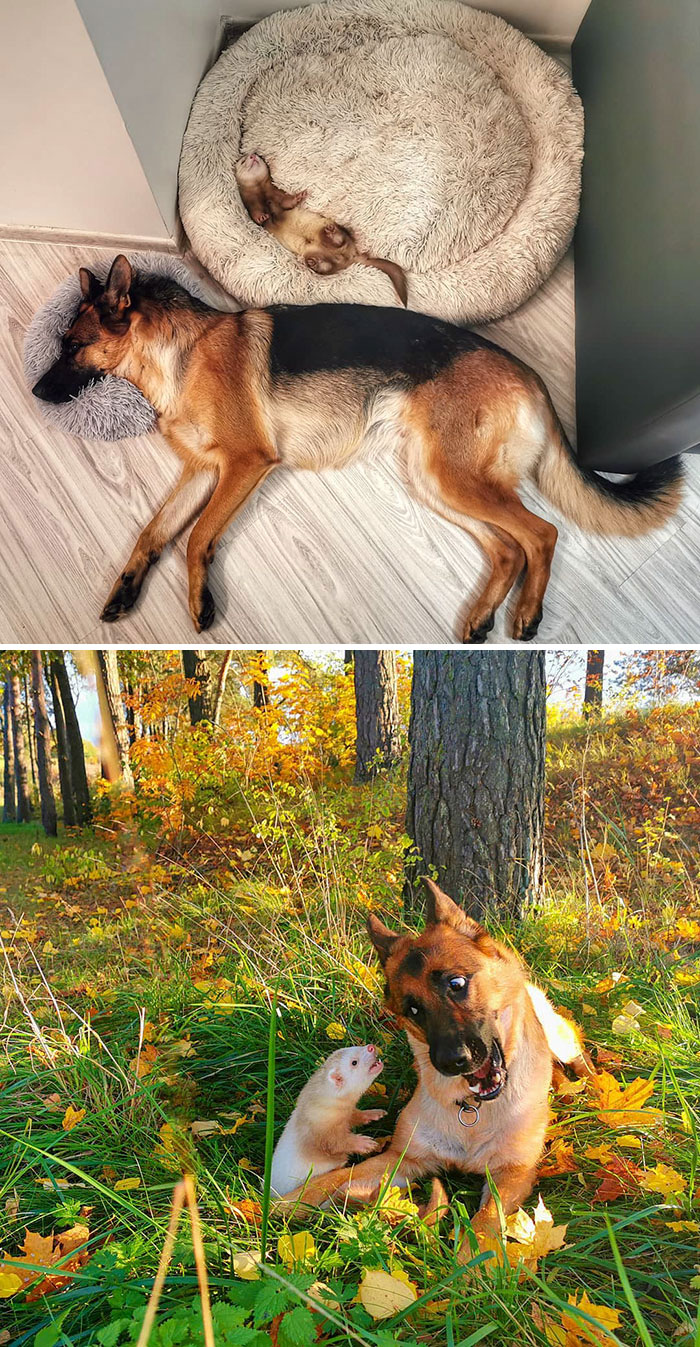 Conozcan a Nova, el pastor alemán, y a Pacco, el hurón: los amigos más inesperados