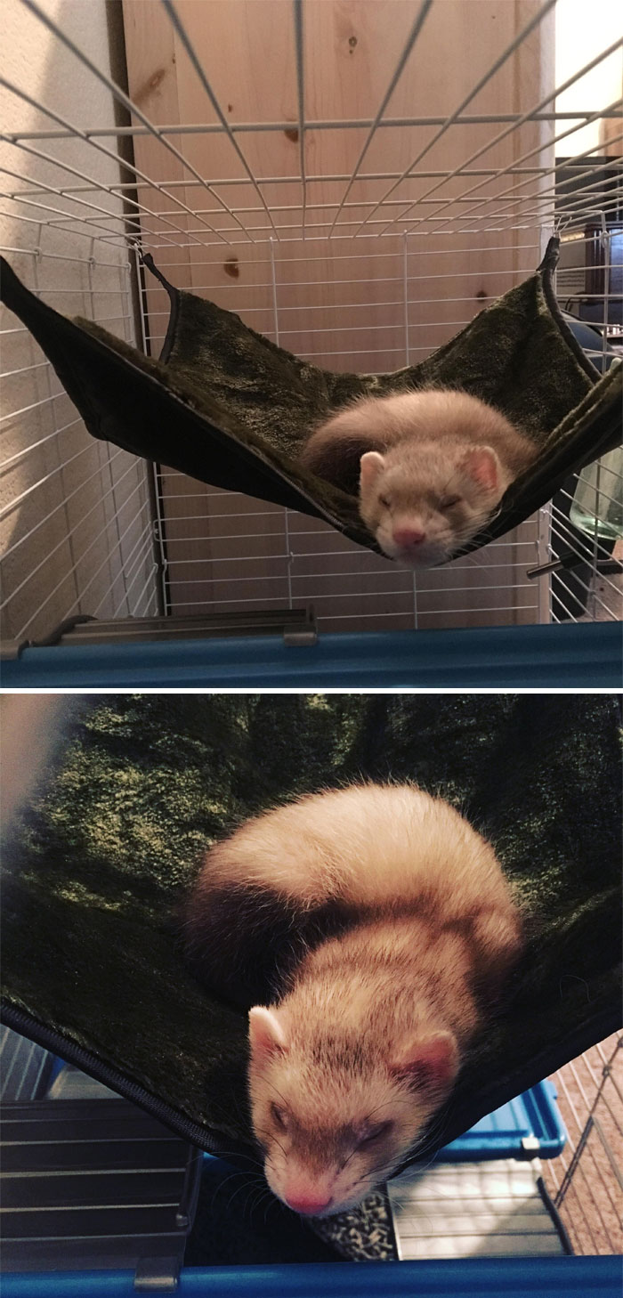 This Is My Baby Ferret, His Name Is Crash