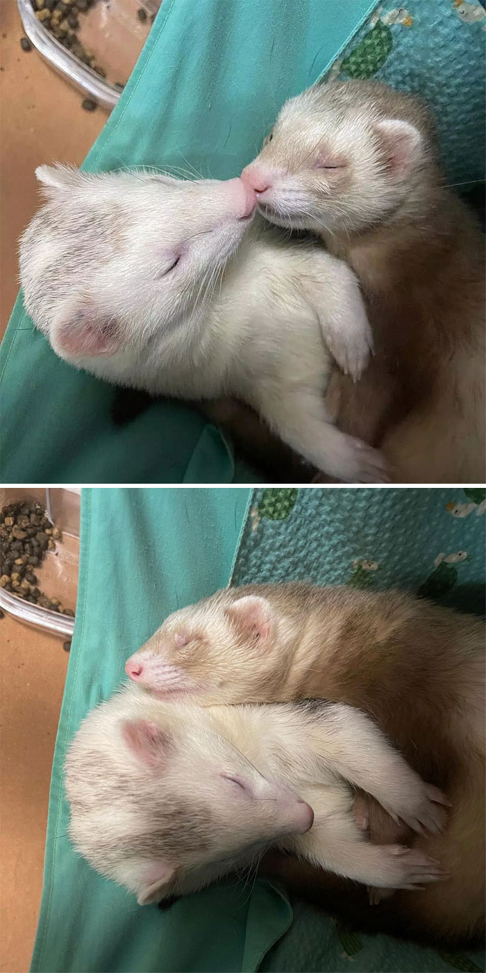 Ferrets Kissing