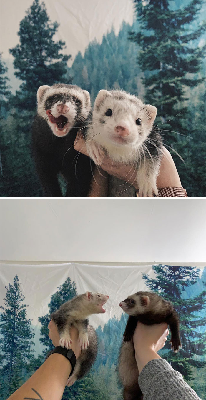 How Do You Get Good Pictures Of Your Ferrets? Mine Always Move