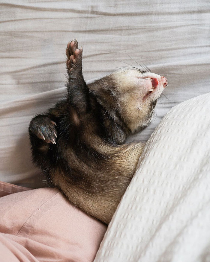 Sleeping Like A Boss