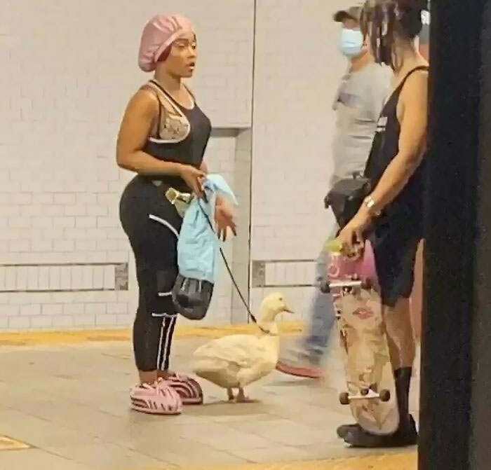 Enter All Bad Duck Jokes Below