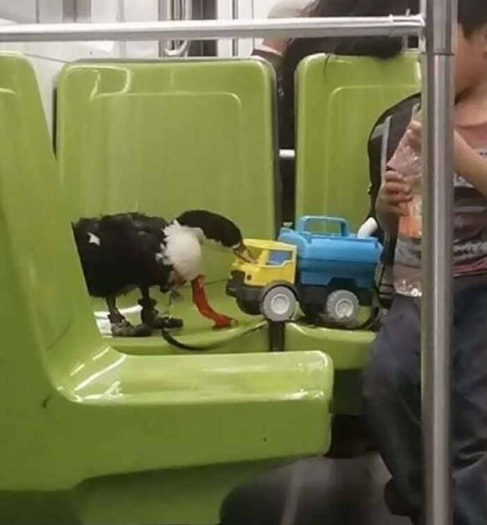 A Duck Wearing Sneakers In Mexico City