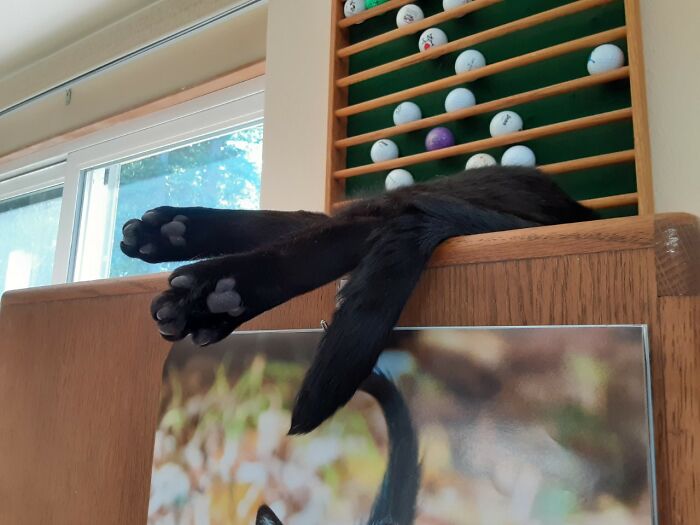 I Swear There Is A Whole Cat There!