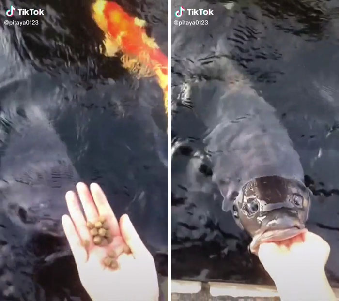 Gracias, odio alimentar a los peces