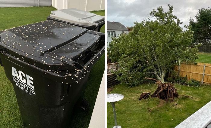 40 Propietarios que llevan un día peor que el tuyo (nuevas fotos)