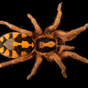 wonderful3382 avatar