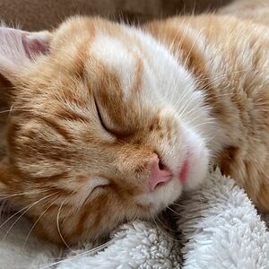 sisanjaengel_1 avatar