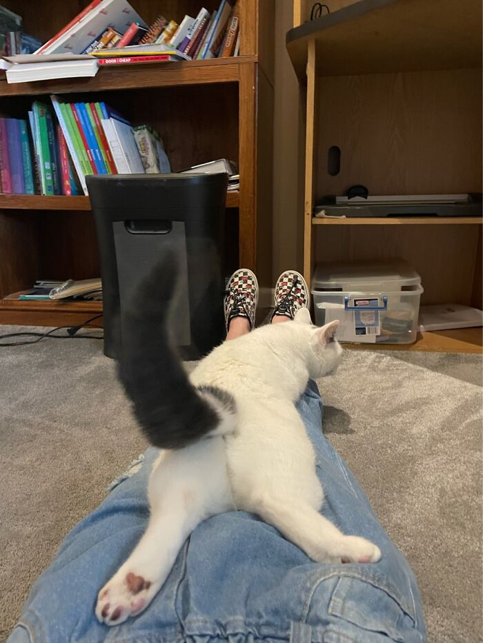 We Like To Cuddle While I’m Waiting For My School Papers To Print And He Decided To Do A Plop