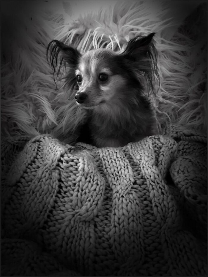 My Little Rescue Dog. I Think He Rescued Me.