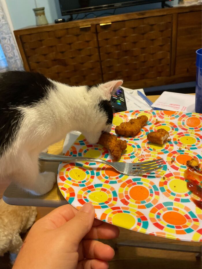 Oliver. I’ve Never Had A Cat More Interested In Human Food