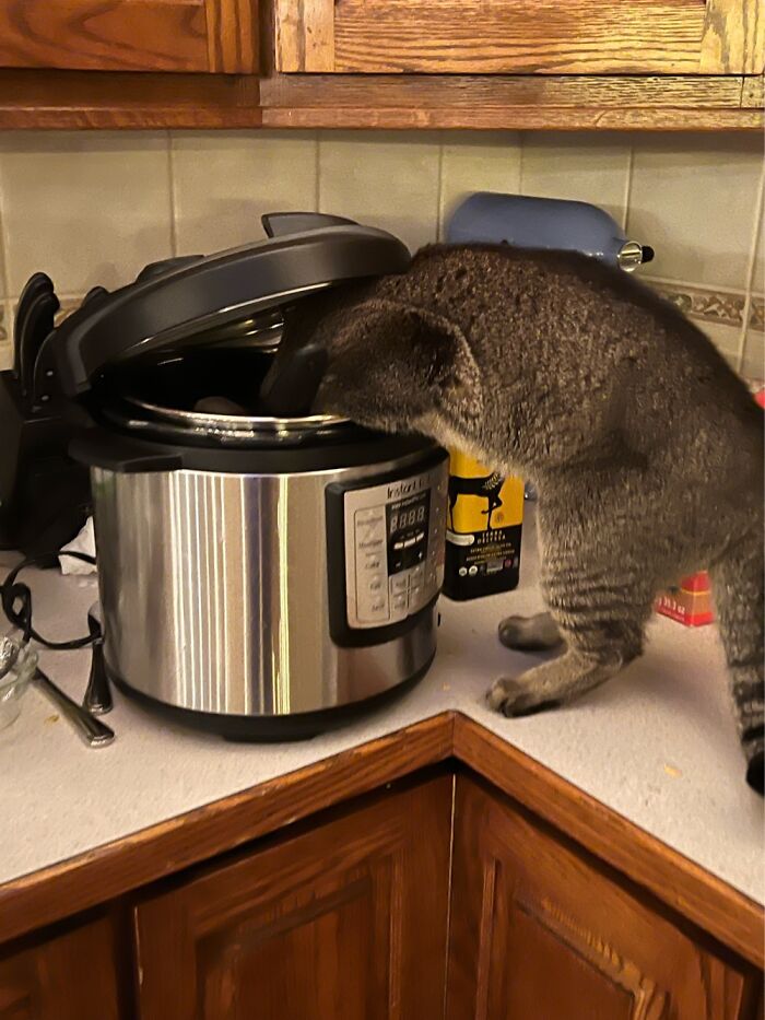 Crockpot Thief