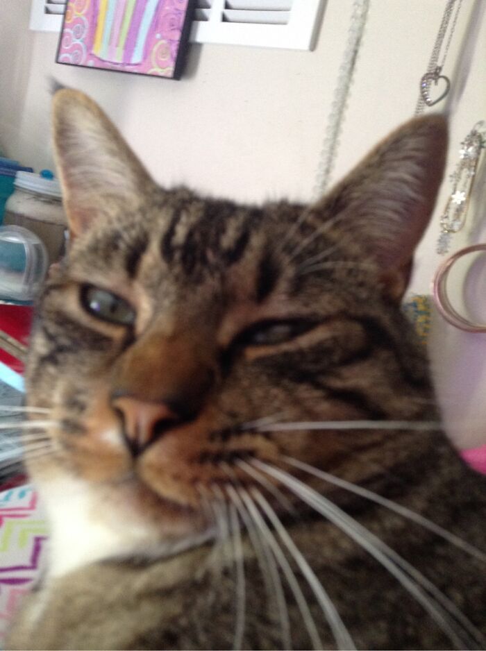 This Unflattering Picture Of My Cat Gets Me Every Time.