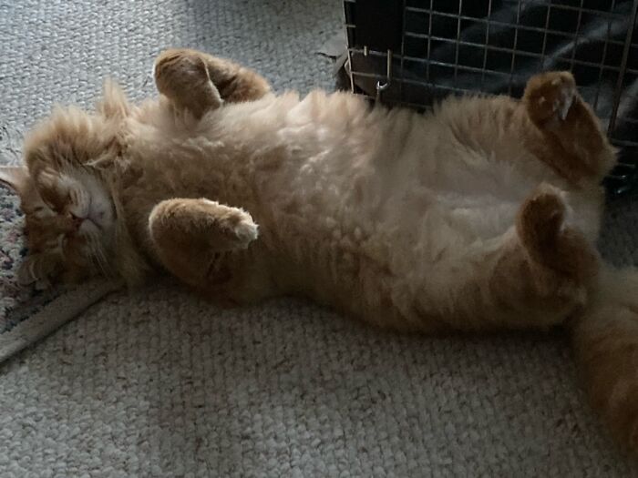 Obo, Taking Life Seriously