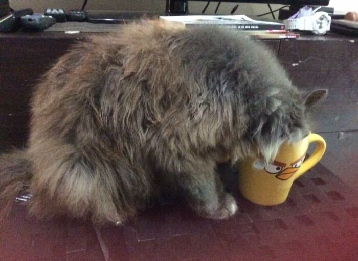 My Cat Drinking From My “Angry Bird” Mug