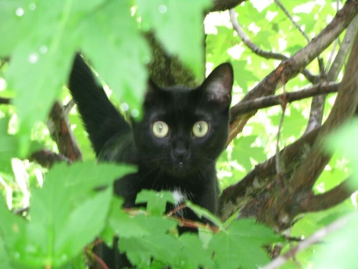 Cocoa Discovered Backyard Tree