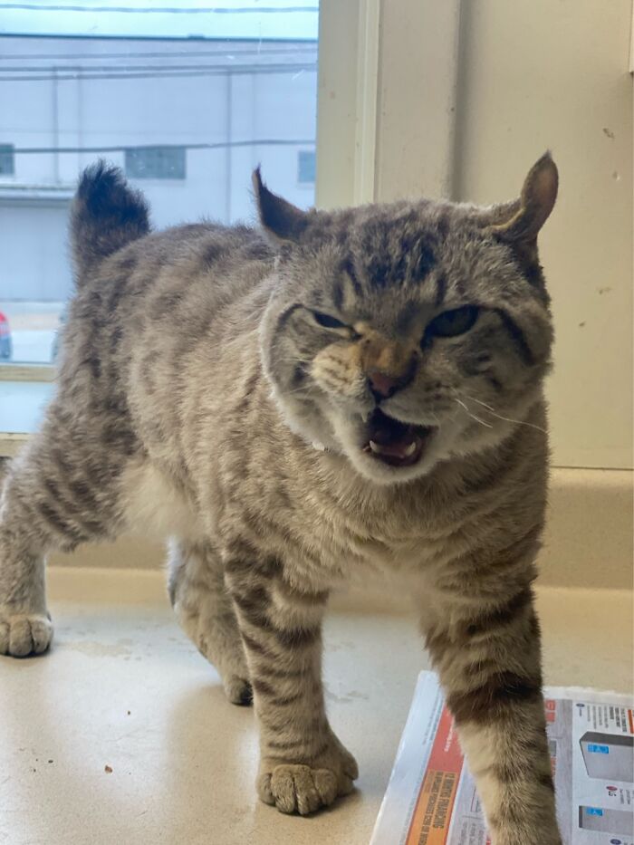 I’ve Got Too Many Toes So I’m Cranky