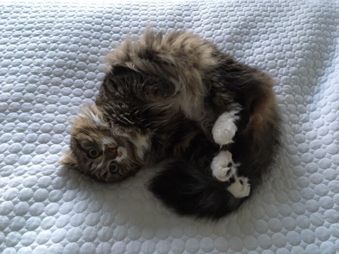 Does A Croissant Count?