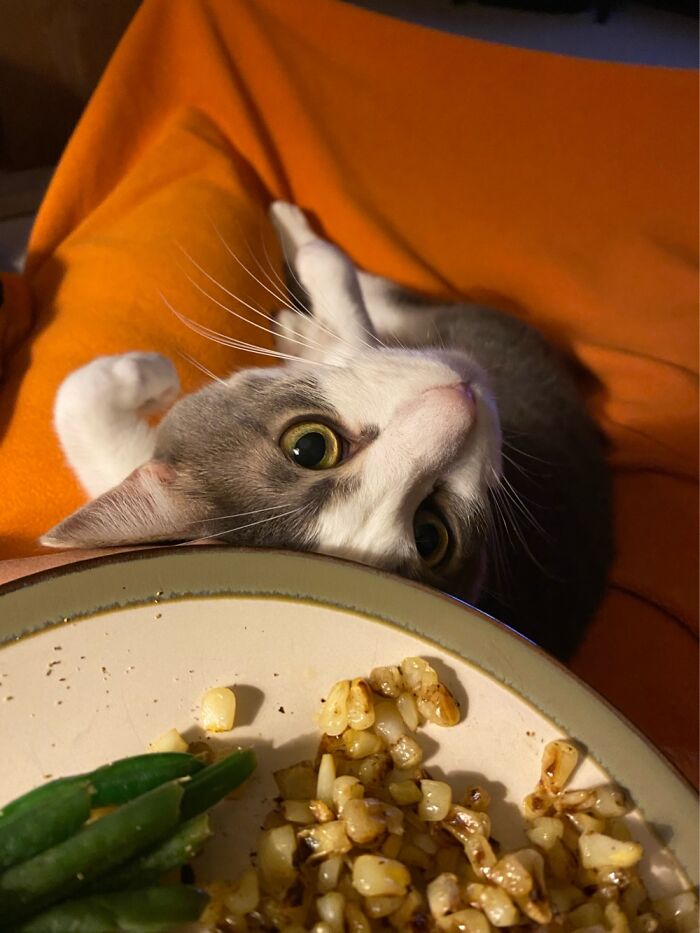 Nanny Begging Every Time Chicken Is On The Menu