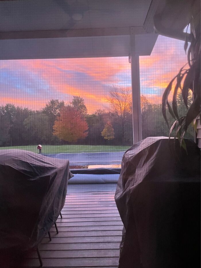 My Favorite Tree (Big Boi), Which Will Herby Be Know As "The Sacred Dorito Tree"