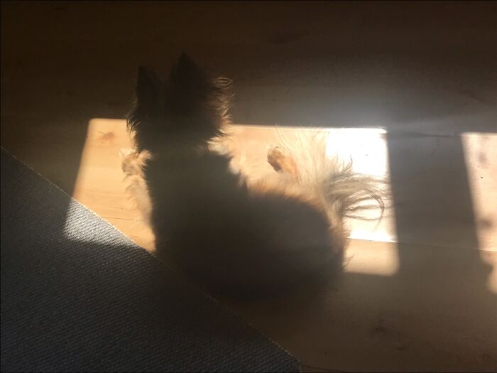 My Dog Leo Is Enjoying The Last Rays Of Sunshine In Our Apartment