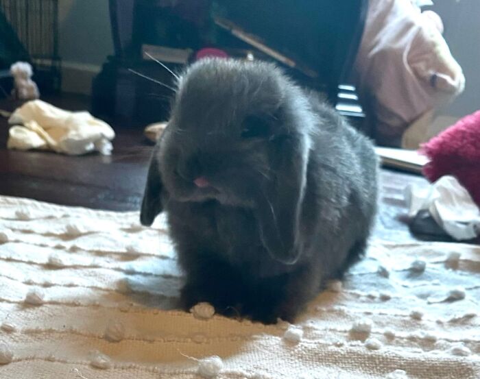 My Baby Bunny