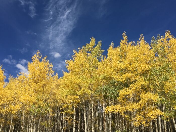 Aspens, Southwest Colorado